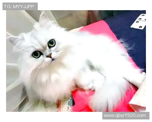 足球明星与爱猫情缘揭秘哪些球星是猫咪的忠实粉丝